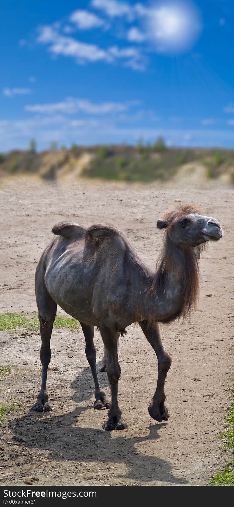 Camel doe over sunny landscape with blue sky