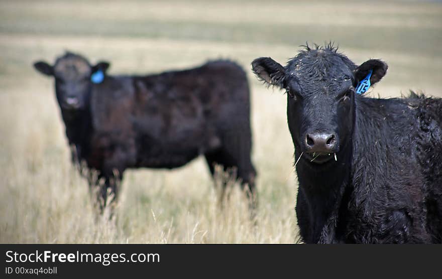 Two black angus cows in a field. Two black angus cows in a field