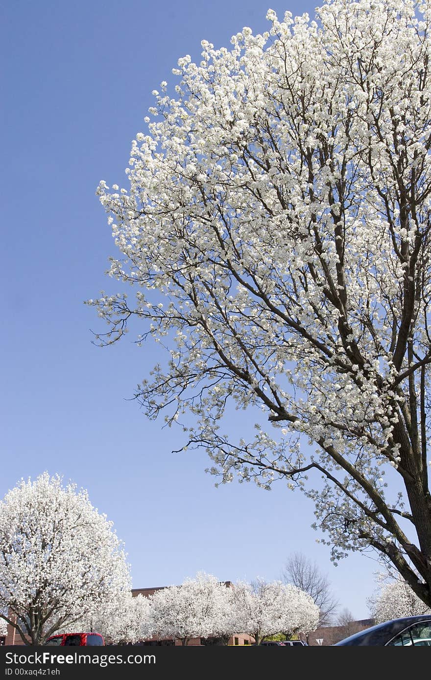 Bradford Pear Trees In Spring