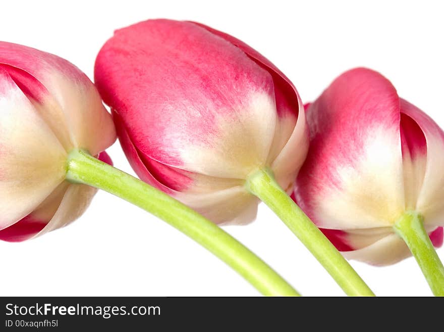 Tulip bouquet over white background. Tulip bouquet over white background