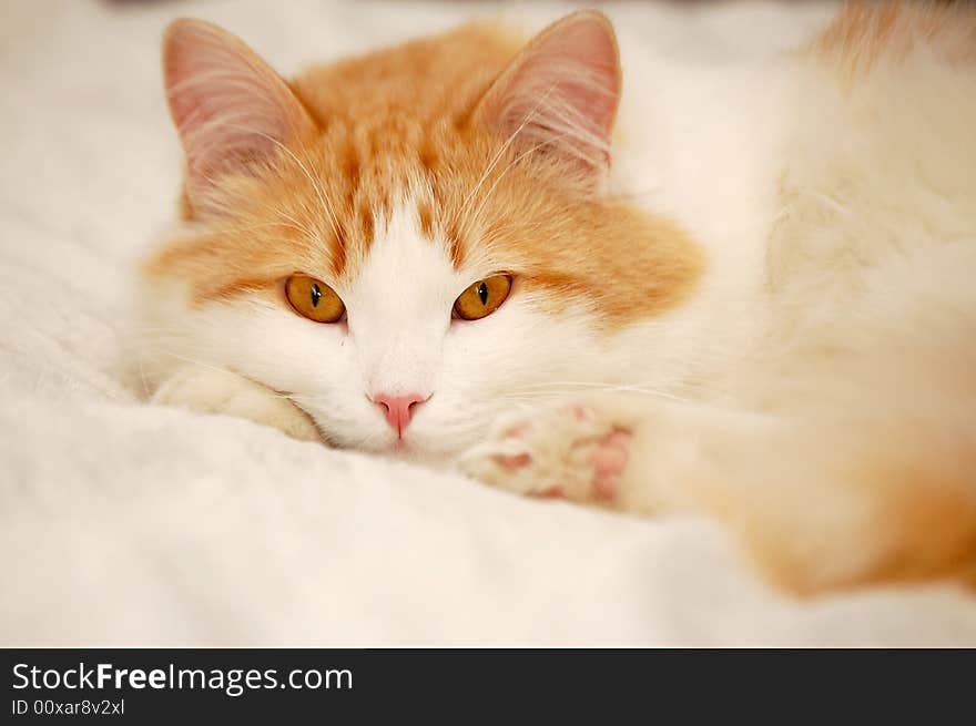 Young cat with a pink nose, laying on a couch. Young cat with a pink nose, laying on a couch.