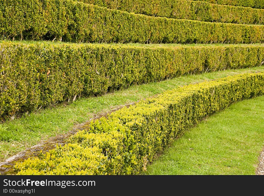 Hedgerow Plant Background