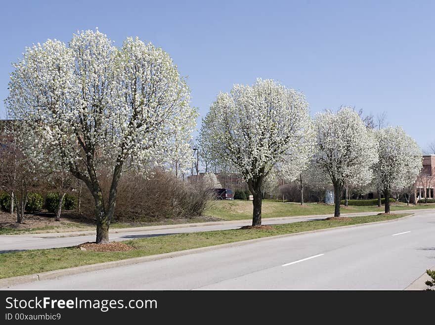 Row of Bradford Pear Trees in Spring