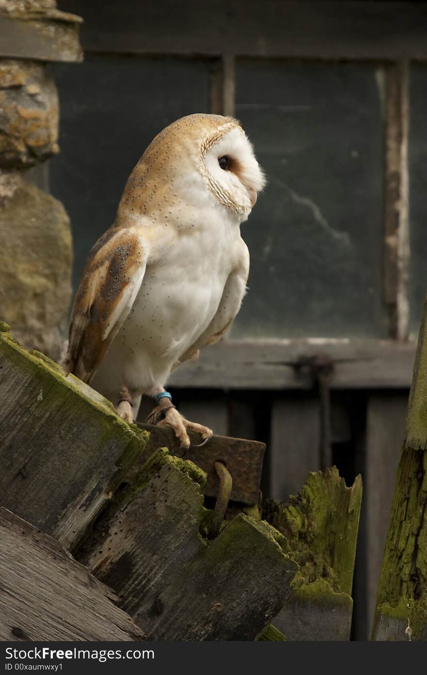 A Barn Owl known as the Silent Hunter perches on the remains of a barn door.