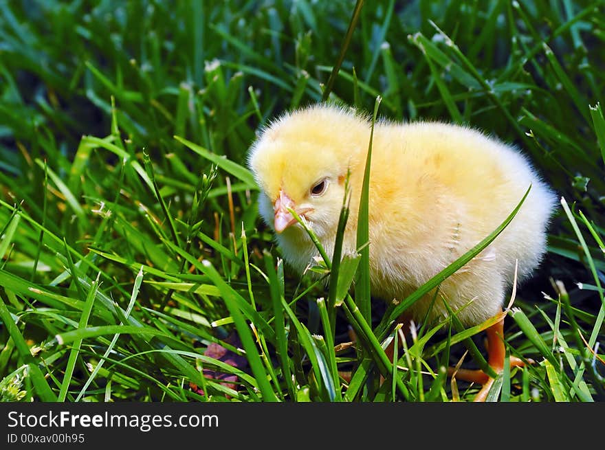 Newborn chick seek for food on green grass