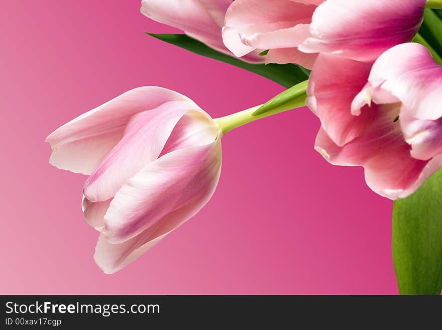 Beautiful tulips over pink background