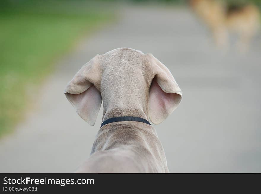 Floppy Eared Puppy