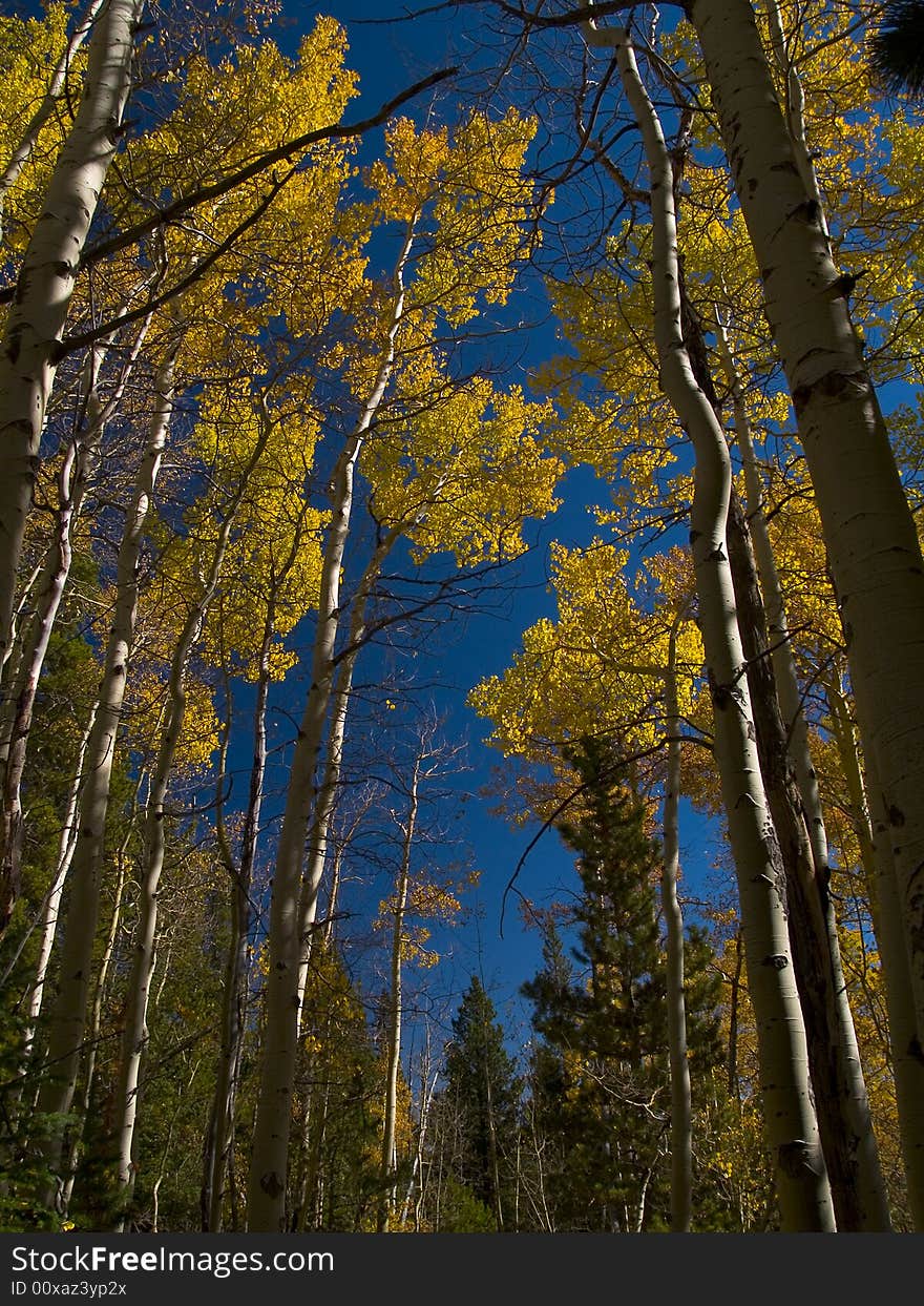 Tall Aspens in Autumn