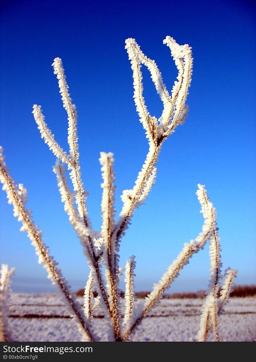 Morning frost.