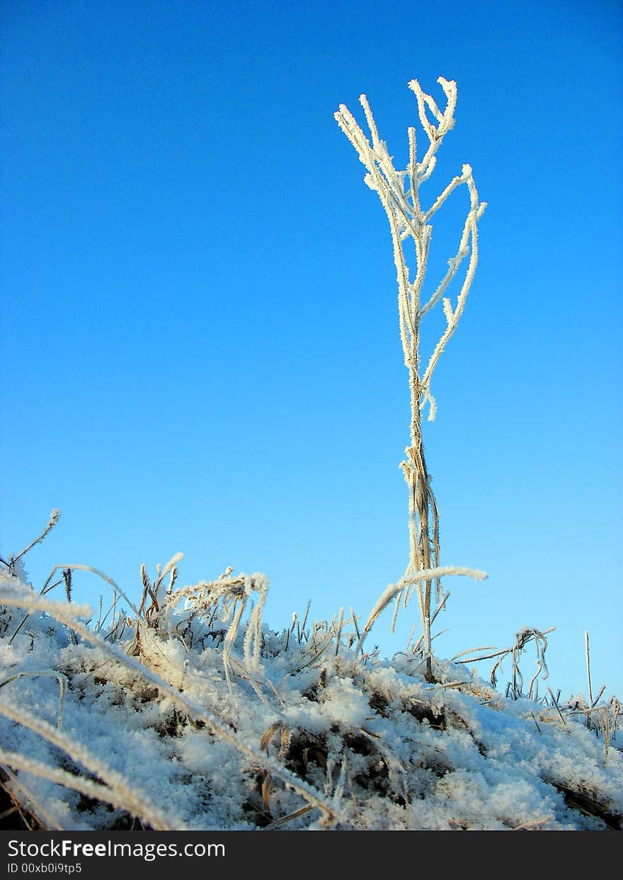 Morning frost