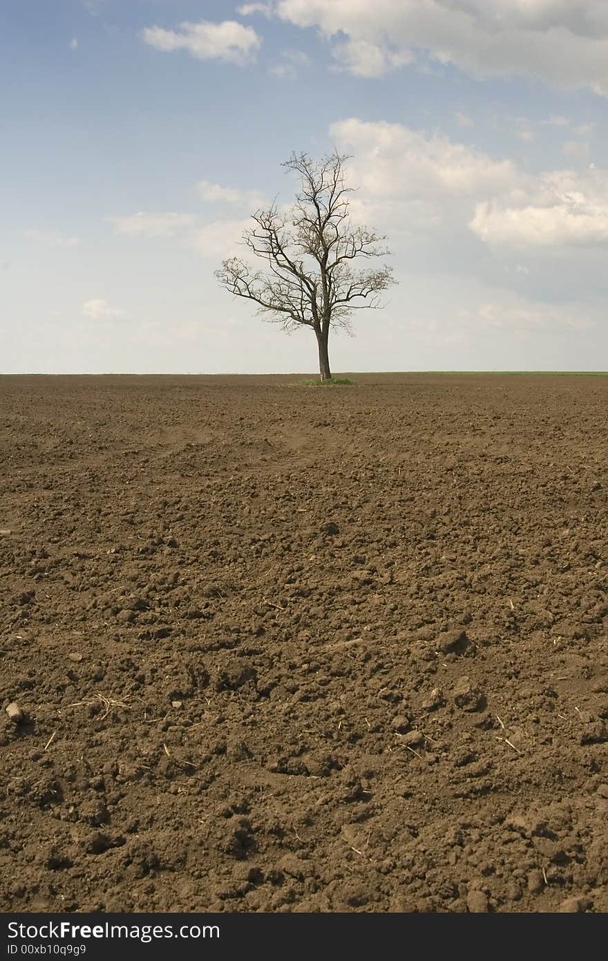 Alone tree with blue sky and field