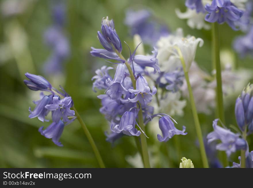 Delphinium