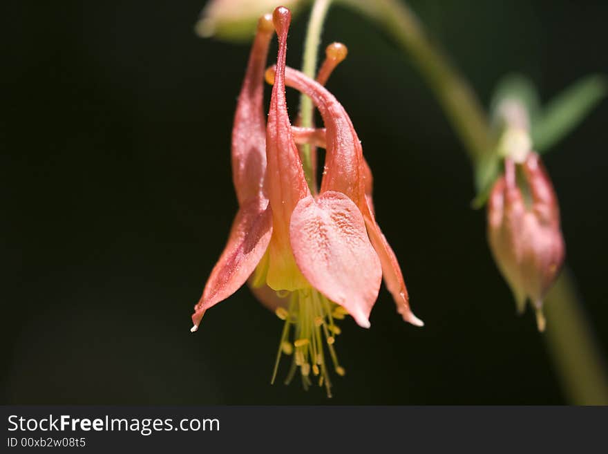 A close up of a columbine flower