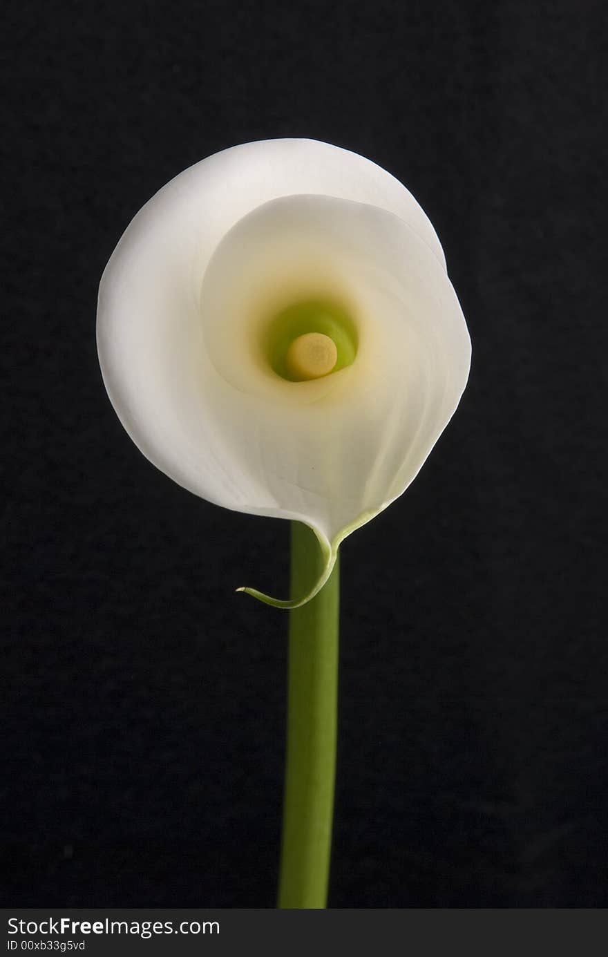 White aurum lily or calla studio shot. White aurum lily or calla studio shot