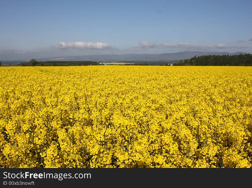 A field of yellow Rape seed