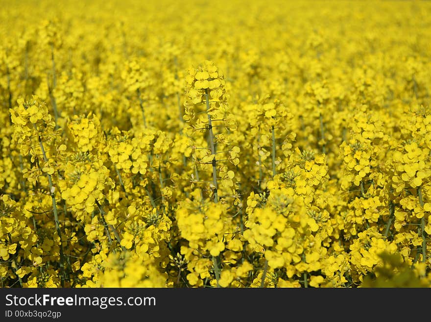 A Field Of Yellow Rape Seed