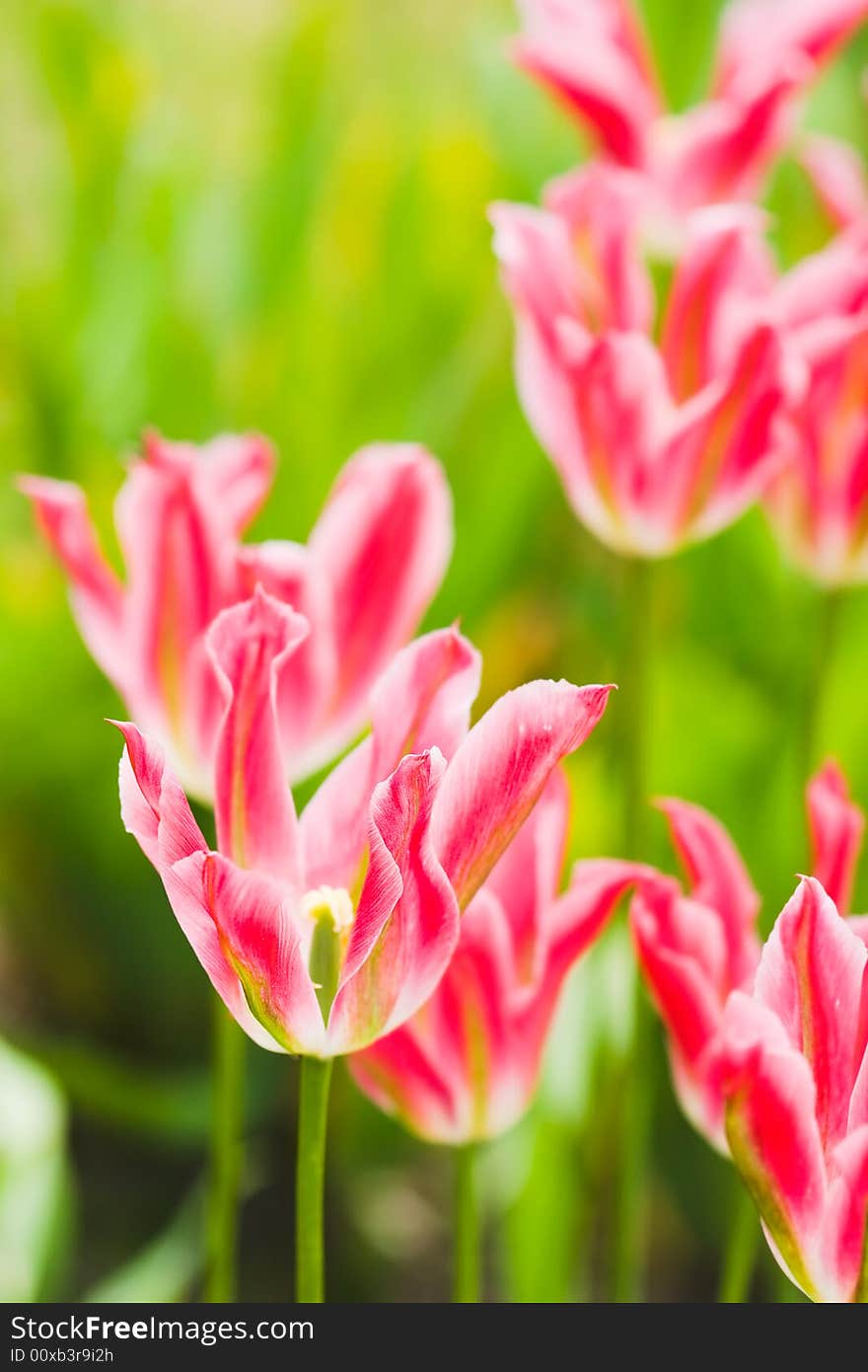 Close-up of pink tulip on field