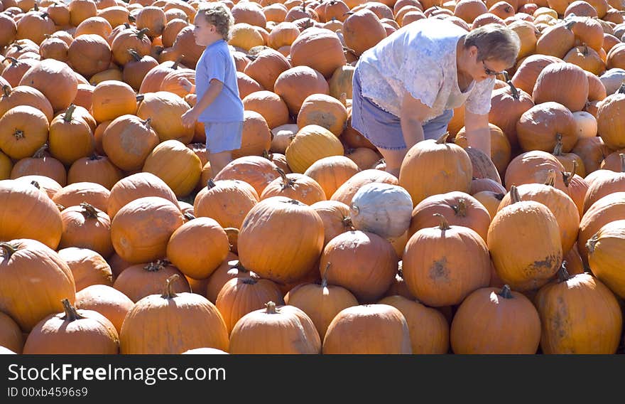 Perfect Pumpkin Hunt