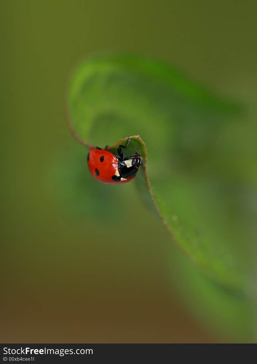 Red ladybug on green leaf