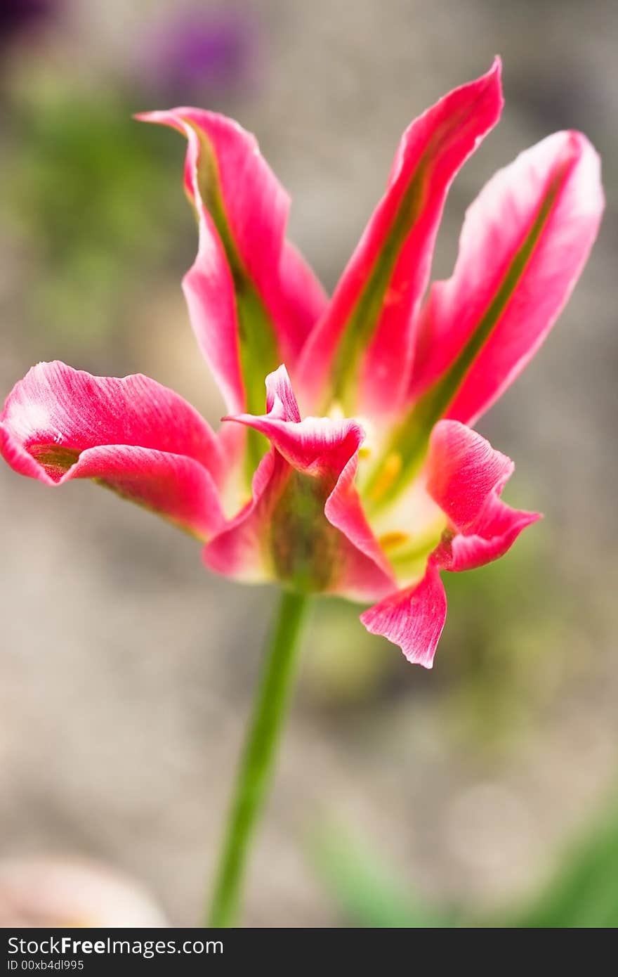 Close-up of pink tulip on field