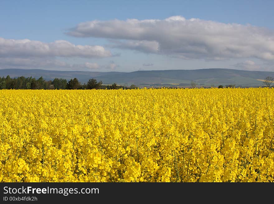 A Field Of Yellow Rape Seed