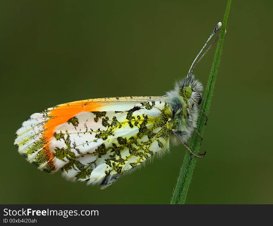 Close up of Orange Tip butterfly sitting on the grass