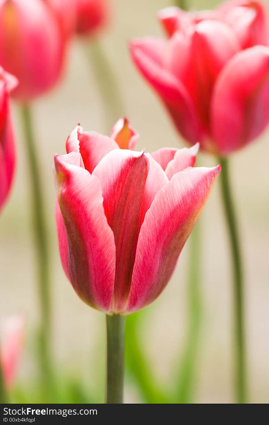 Close-up Of Pink Tulip On Field