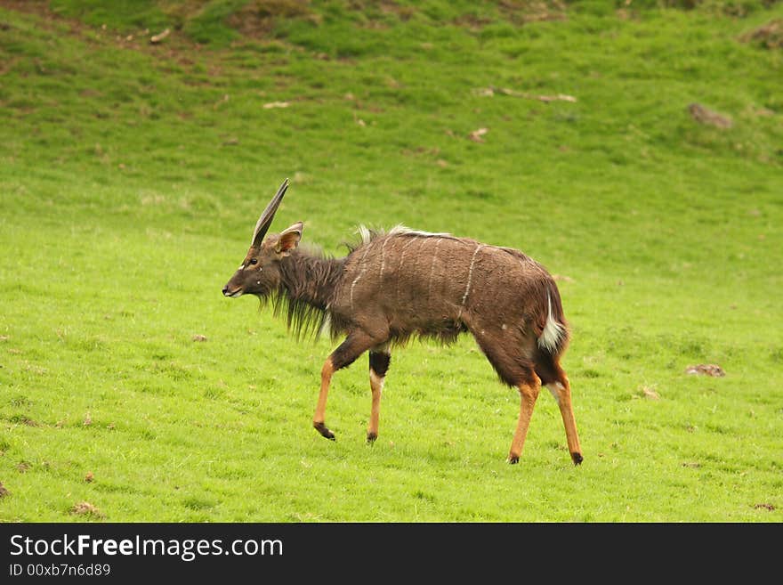 Photograph of a Nyala Antelope. Photograph of a Nyala Antelope