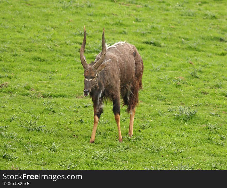 Photograph of a Nyala Antelope. Photograph of a Nyala Antelope