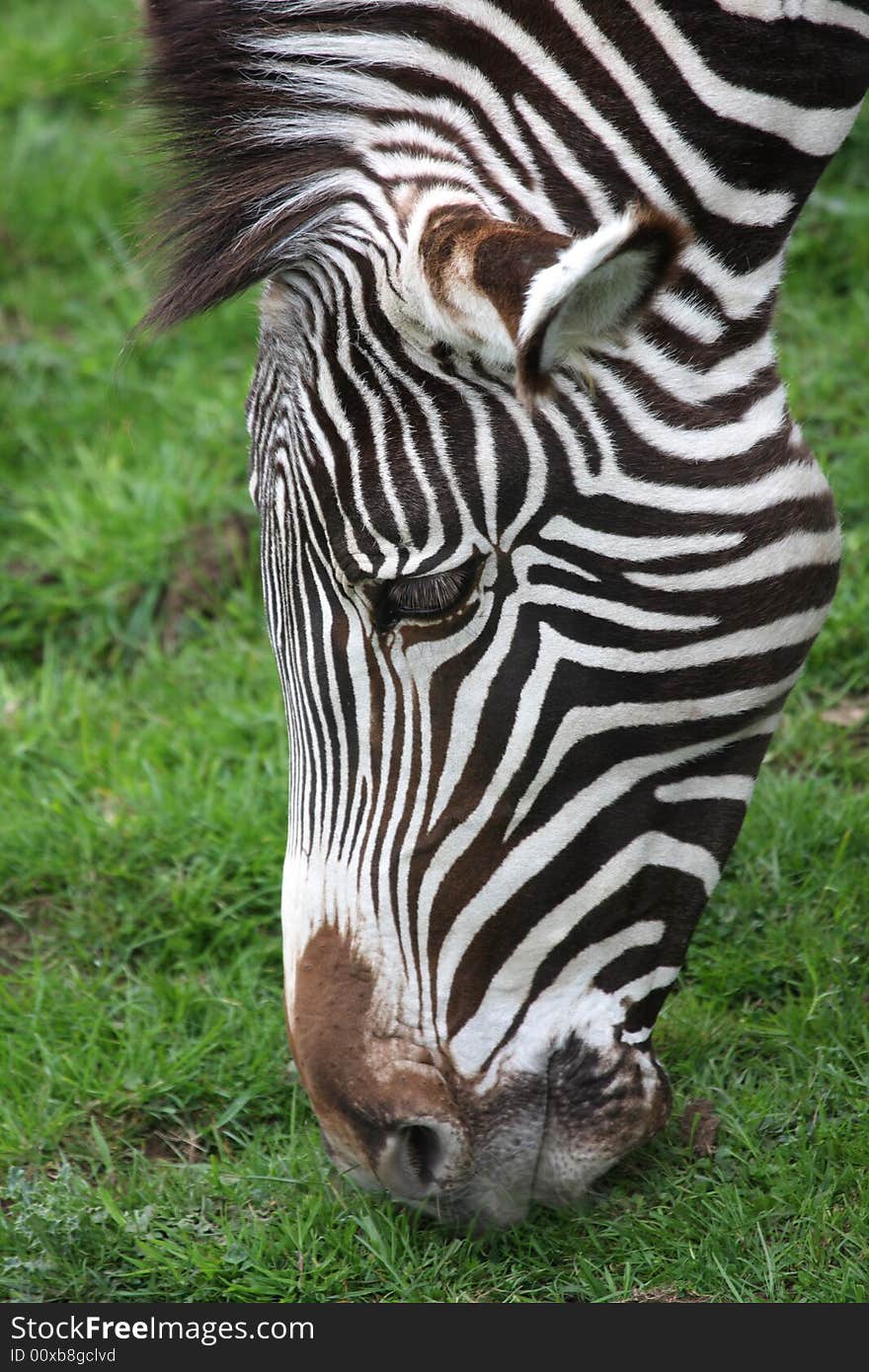 Photograph of a Zebra at Edinburgh Zoo