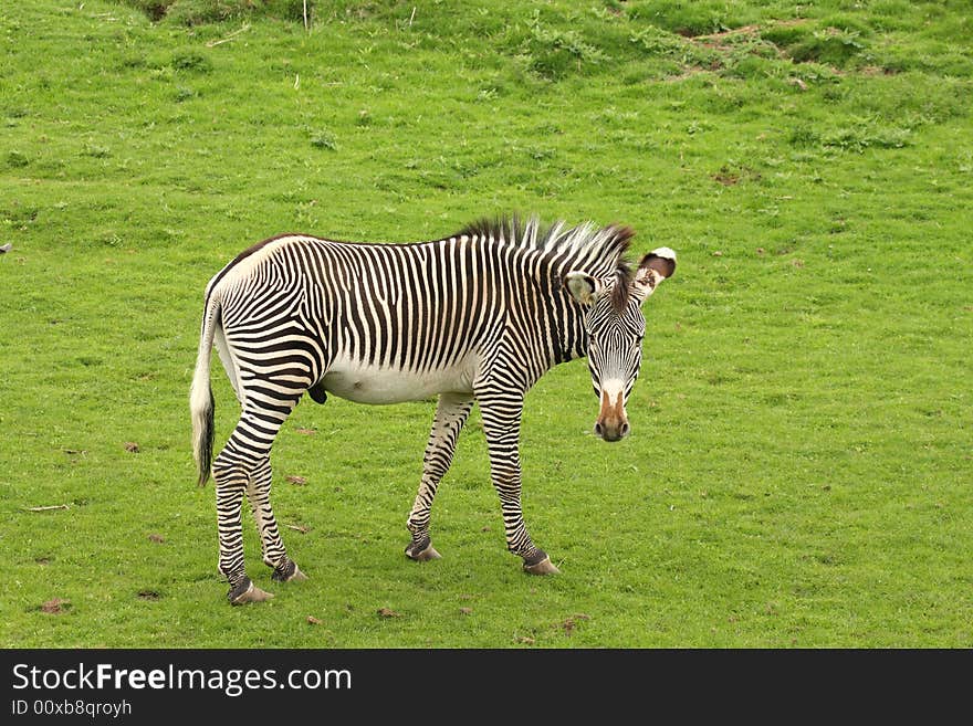 Photograph of a Zebra at Edinburgh Zoo