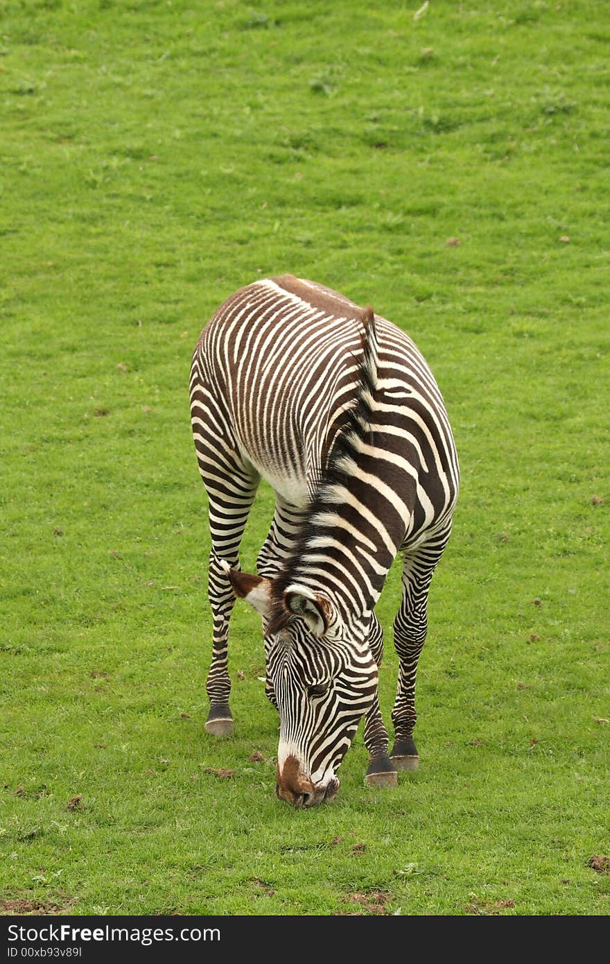 Photograph of a Zebra at Edinburgh Zoo