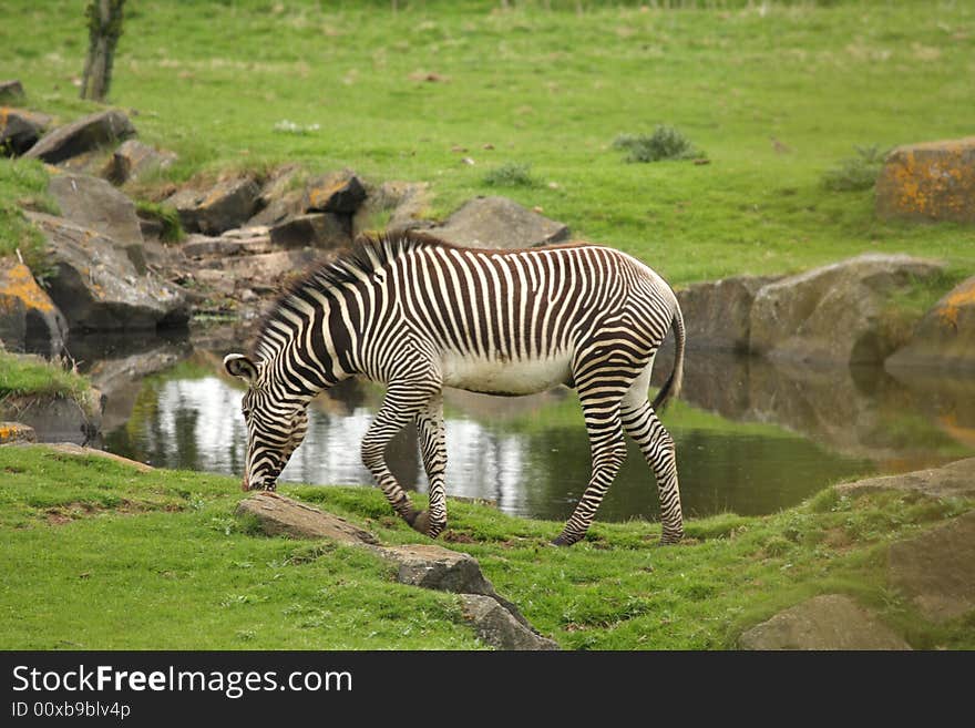 Photograph of a Zebra at Edinburgh Zoo