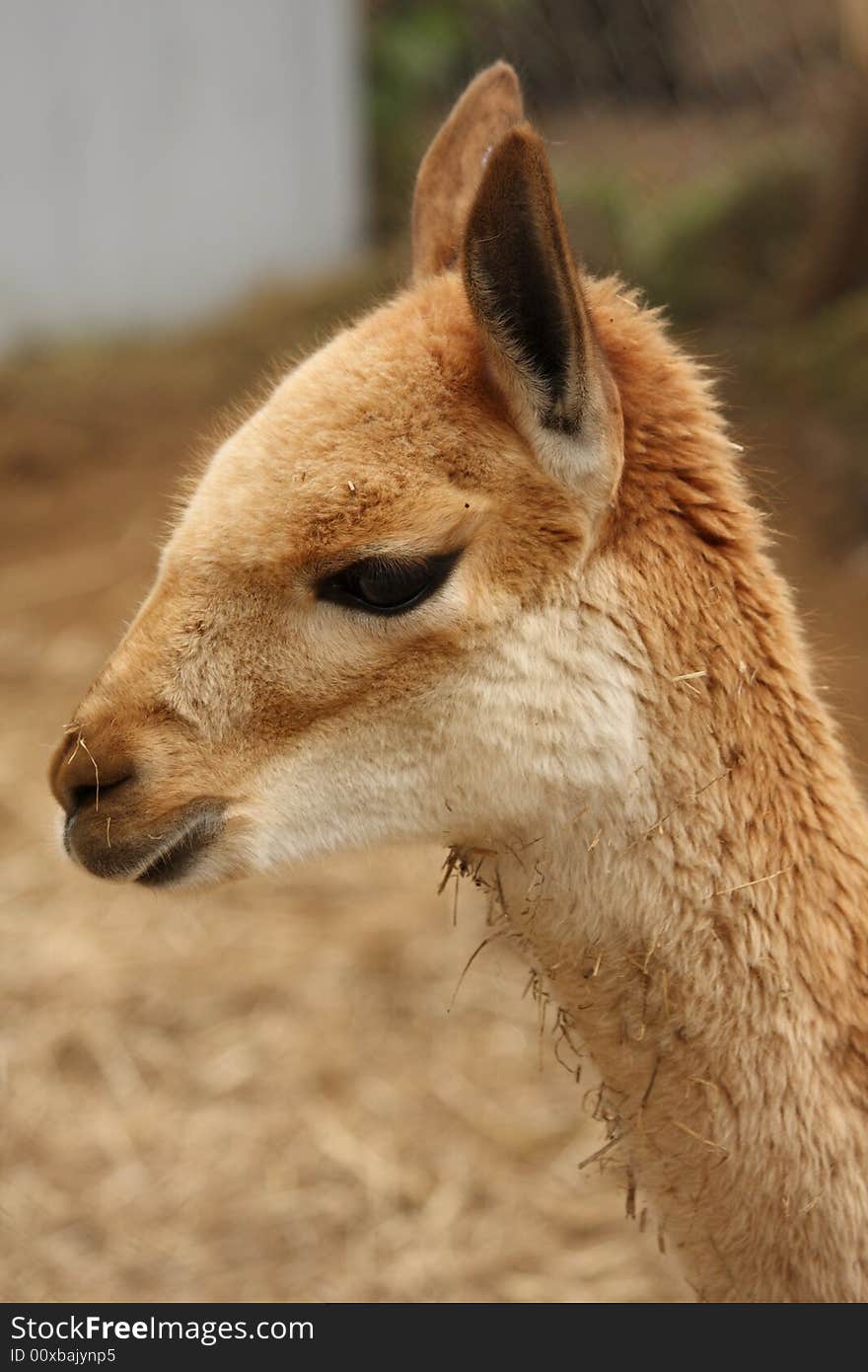 Vicuna