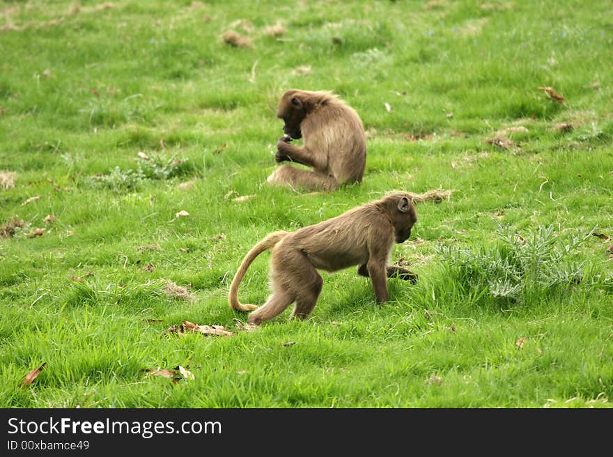 Gelada Baboon