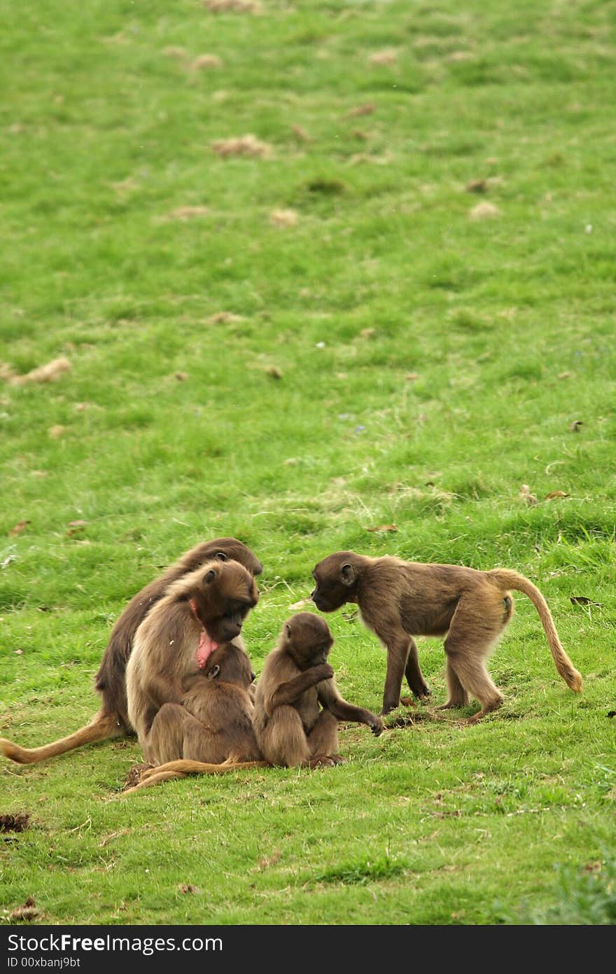 Gelada Baboon