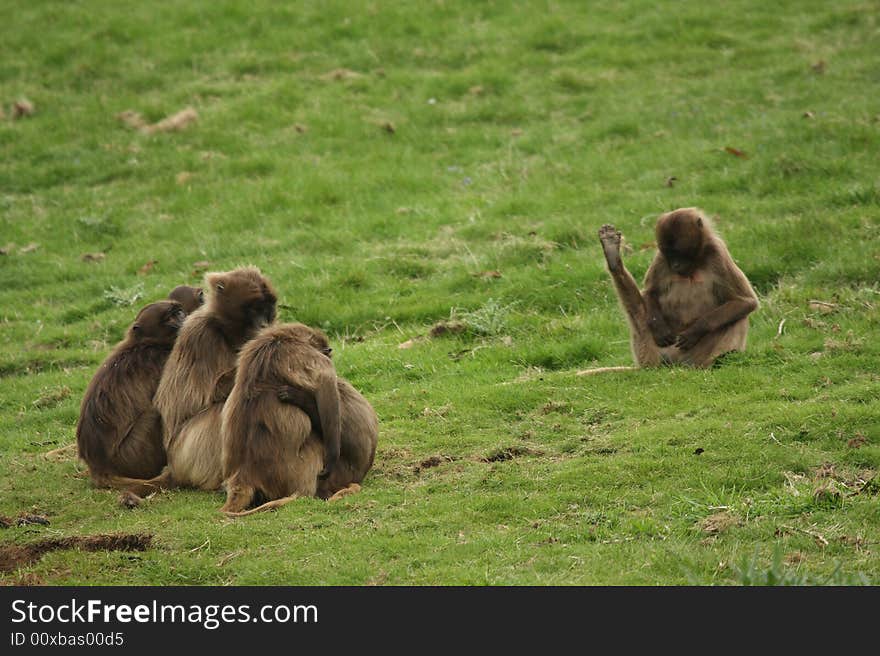 Gelada Baboon