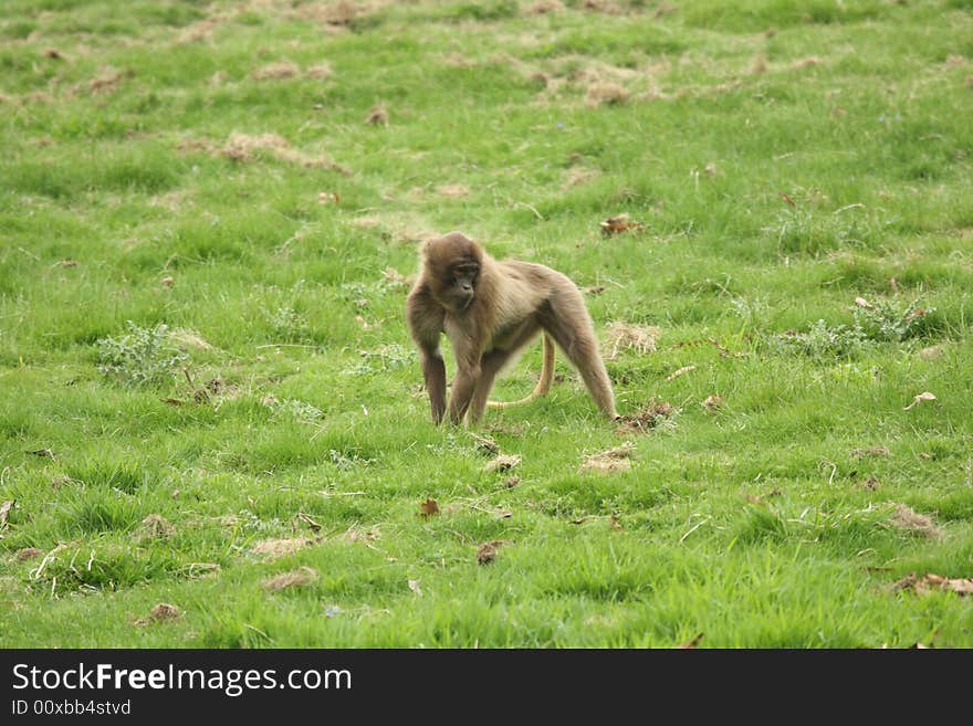 Gelada Baboon