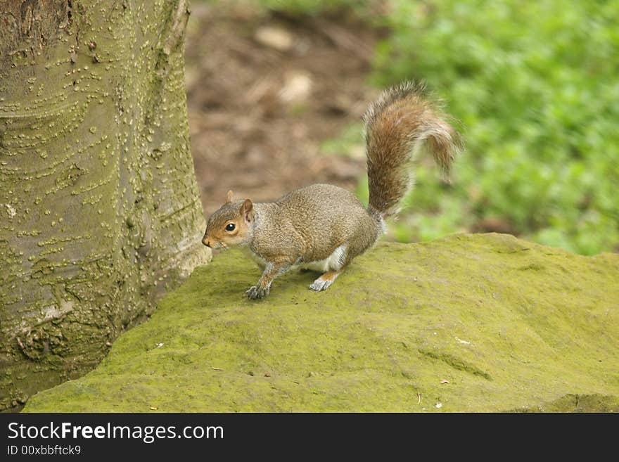 Grey Squirrel in Edinburgh, Scotland