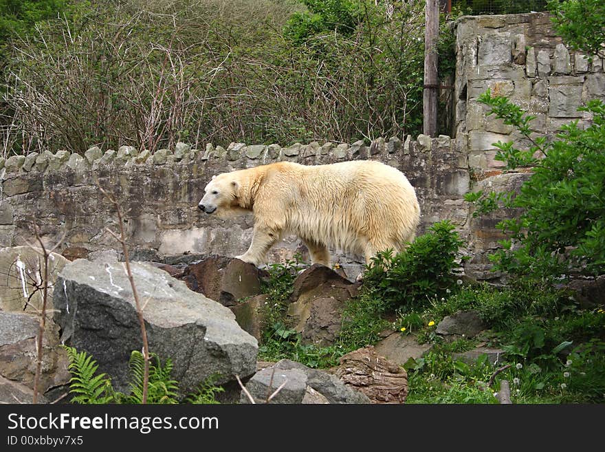 Polar Bear