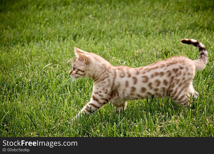 Young bengal kitten