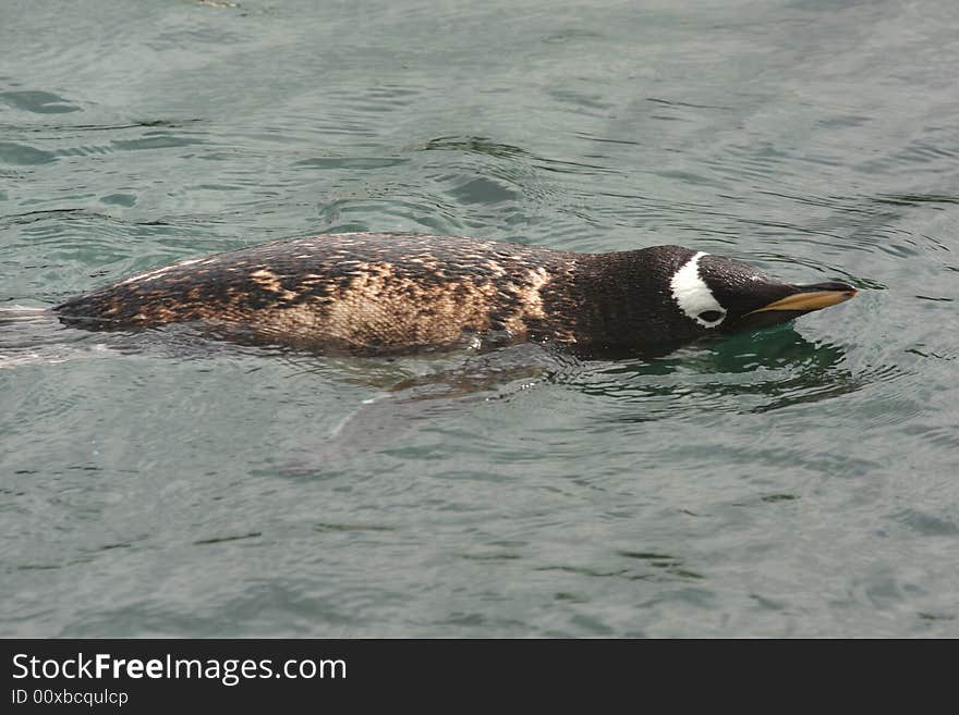 Gentoo penguin