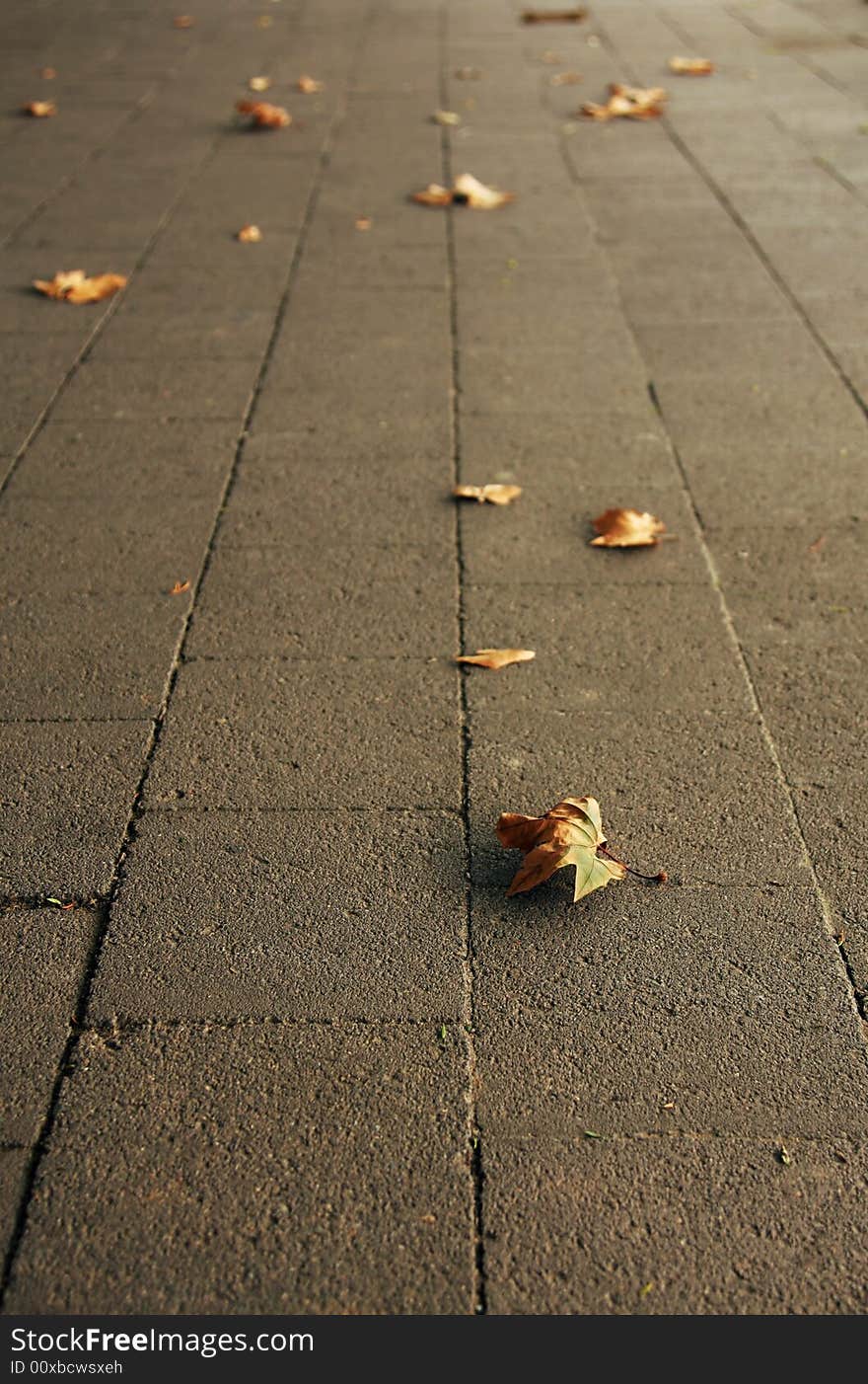 Autumn leaf on paved side-walk, seasonal image. Autumn leaf on paved side-walk, seasonal image