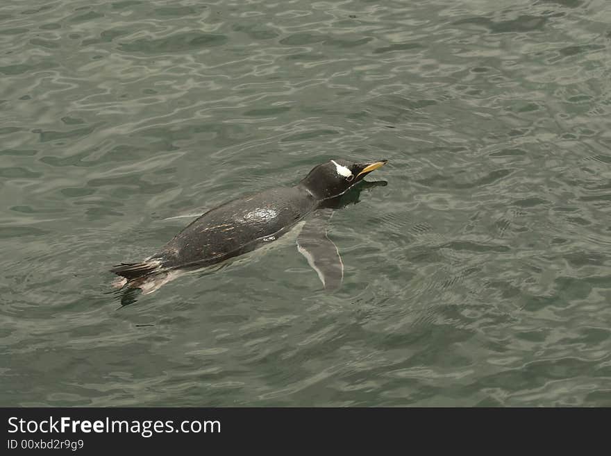 Photograph of a Gentoo Penguin