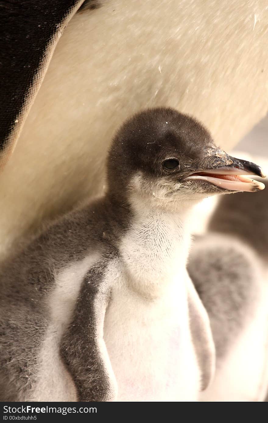 Gentoo penguin chick