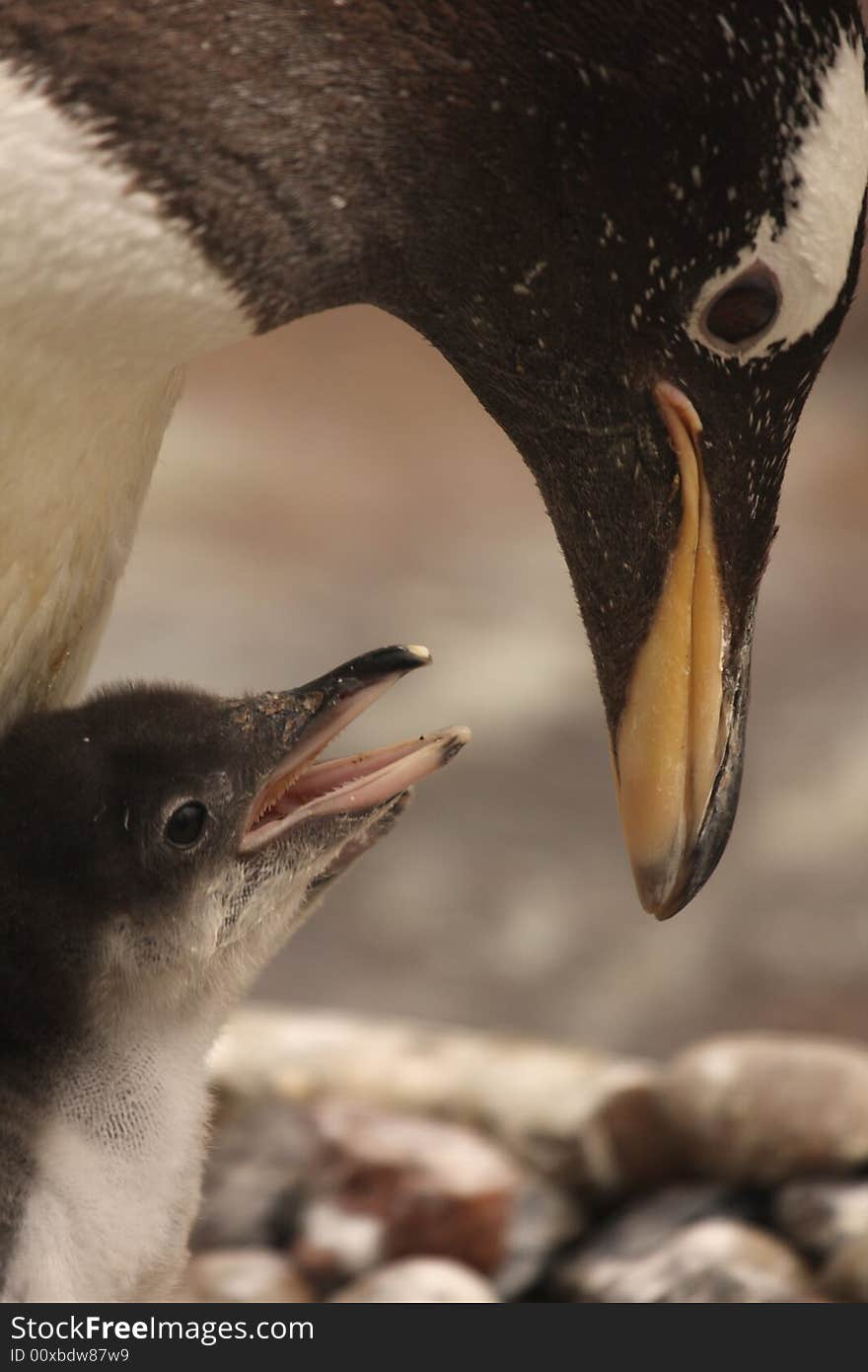 Gentoo penguin chick