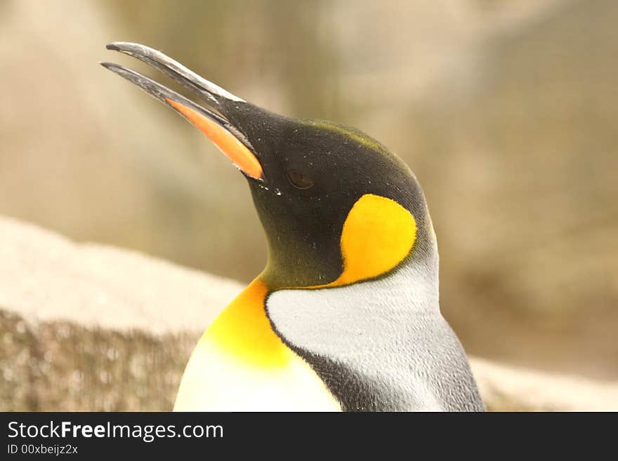 Photograph of a King Penguin