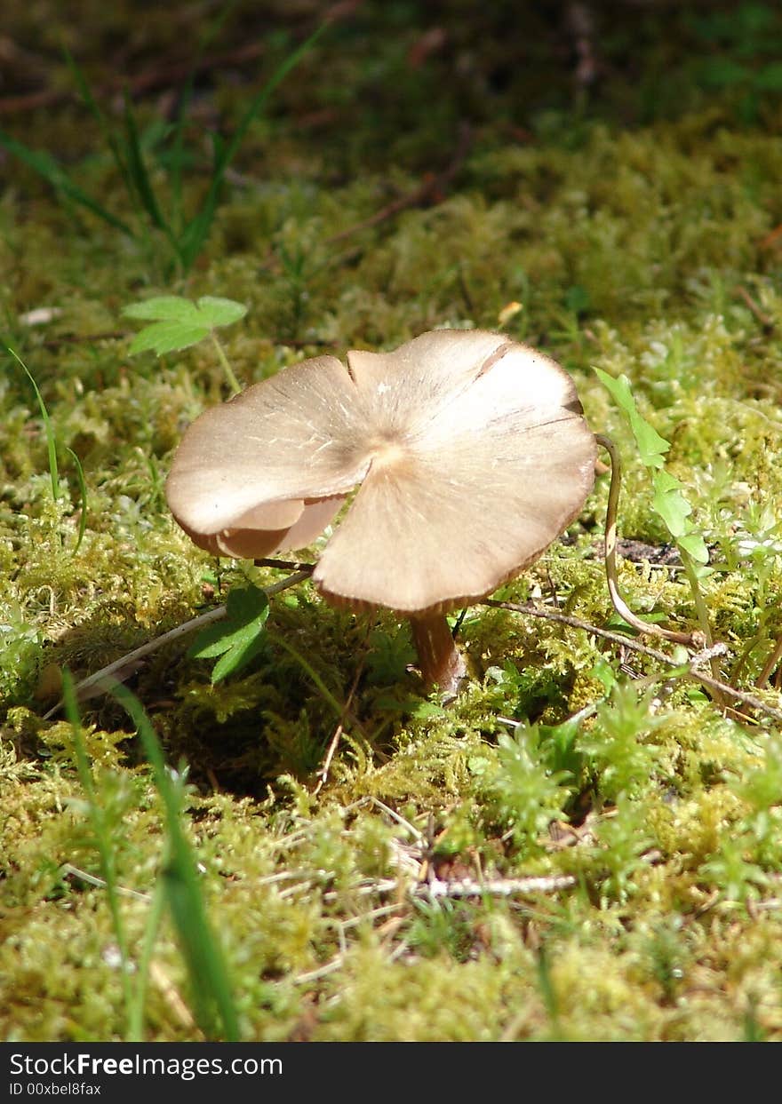 Spring Mushroom