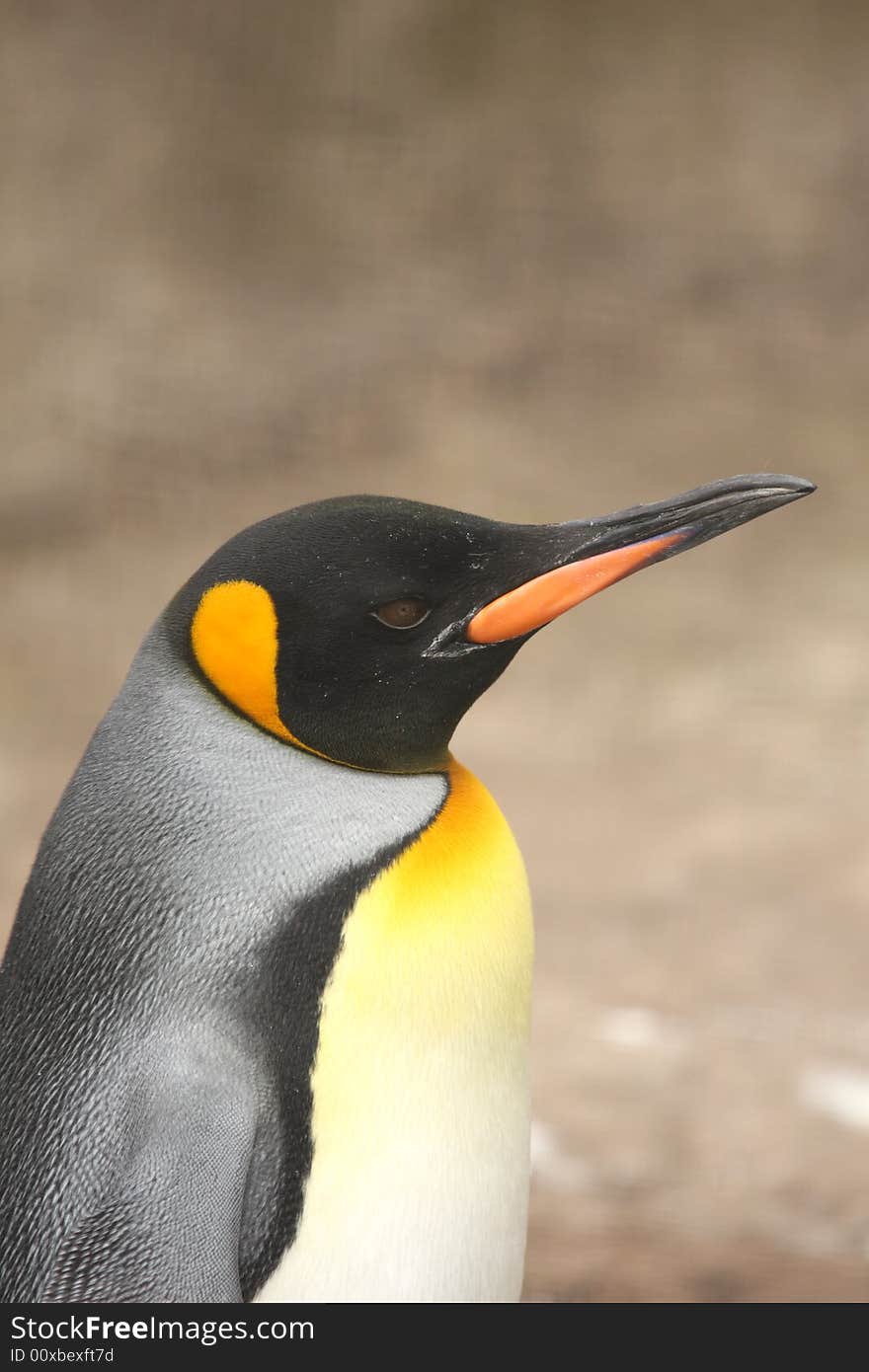 Photograph of a King Penguin