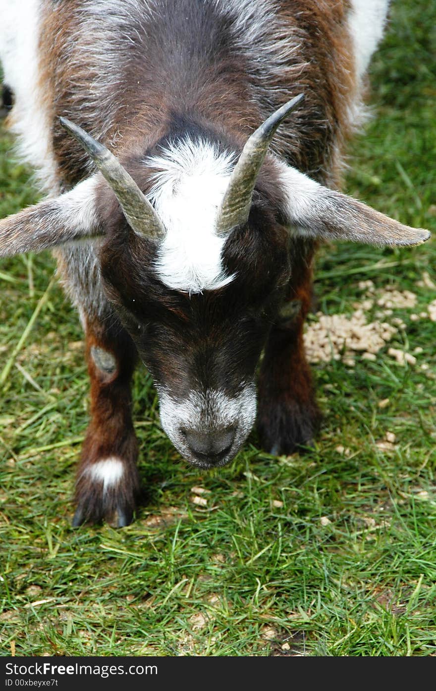 A little goat feeding on the grass. A little goat feeding on the grass